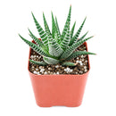 Buy 2" Haworthia fasciata 'Green' online. This striking succulent features thick, deep green leaves arranged in a compact rosette, creating a clean and architectural look. It thrives in bright, indirect light with well-draining soil and occasional watering. A beautiful addition to succulent collections, office desks, or modern indoor plant displays.