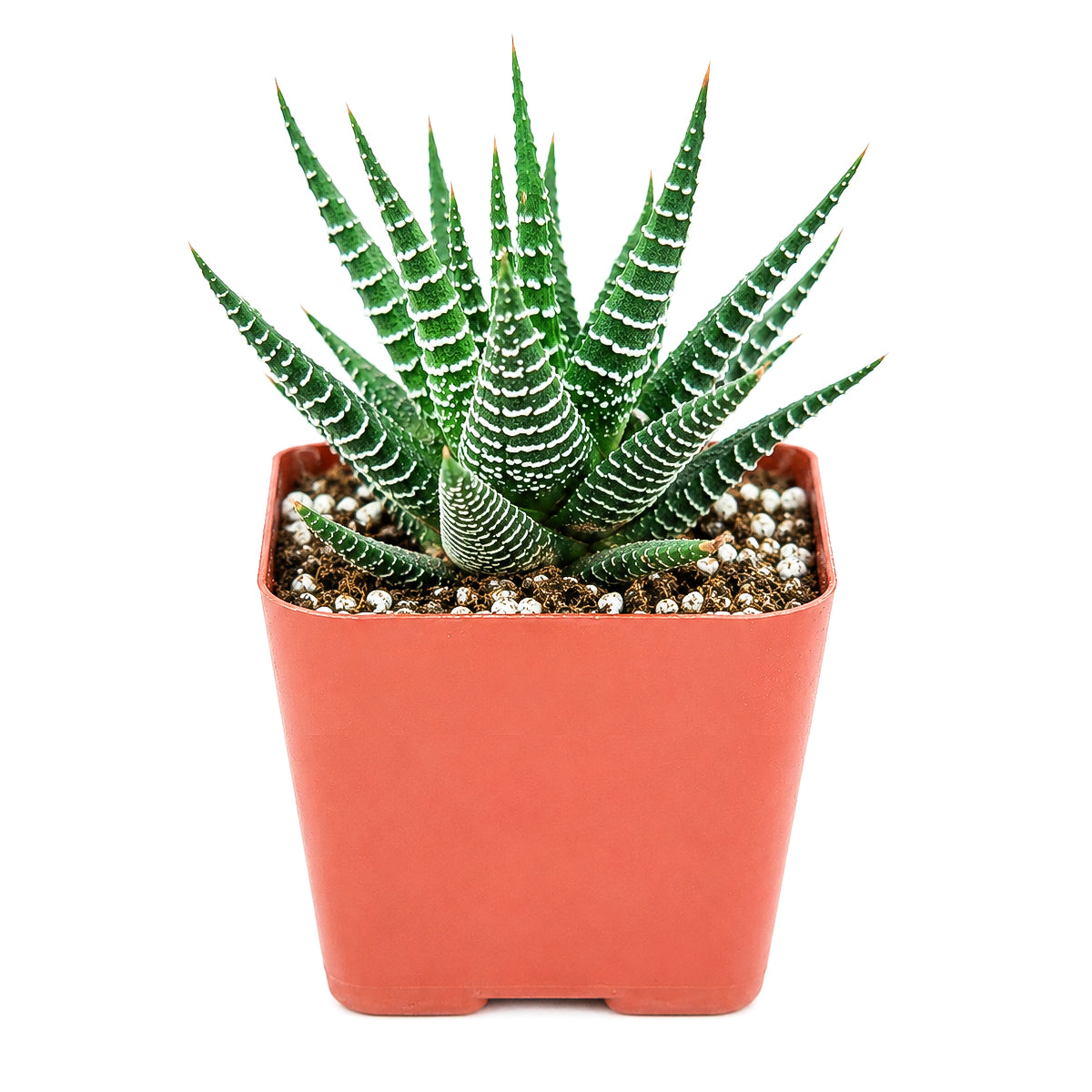 2" Haworthia fasciata 'Green' for sale. Featuring a neat, symmetrical rosette and thick fleshy leaves, this compact succulent adds a fresh, natural accent to shelves, desks, and tabletop displays. It requires very little maintenance and thrives in well-draining soil with bright, indirect light. A wonderful option for beginners and experienced succulent enthusiasts alike.