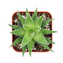Buy 2" Haworthia fasciata 'Green' online. This striking succulent features thick, deep green leaves arranged in a compact rosette, creating a clean and architectural look. It thrives in bright, indirect light with well-draining soil and occasional watering. A beautiful addition to succulent collections, office desks, or modern indoor plant displays.