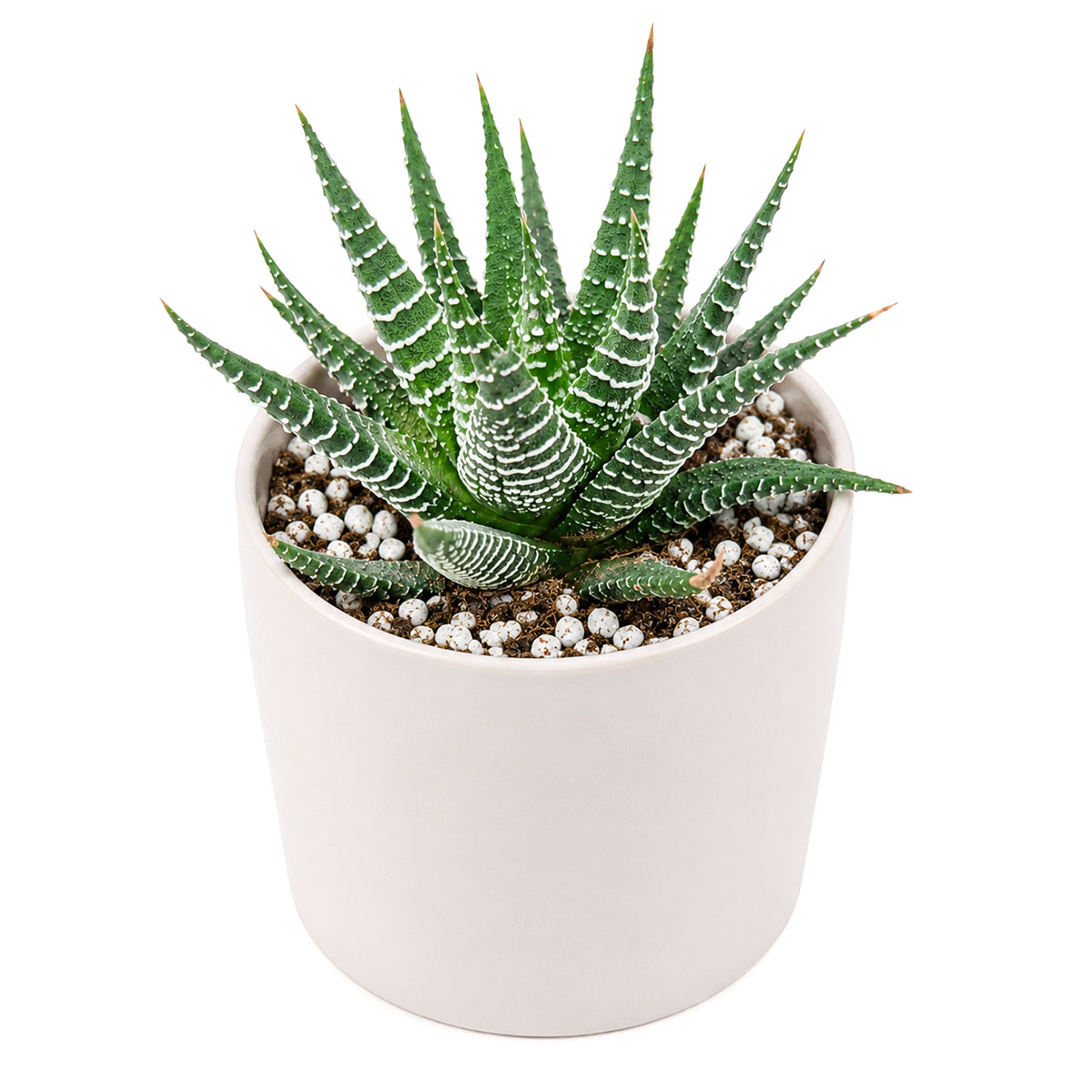 2" Haworthia fasciata 'Green' for sale. Known for its rich green foliage and elegant rosette form, this Haworthia brings lasting beauty and texture to any indoor space. It grows best in bright conditions with a fast-draining succulent mix and minimal watering. Perfect for decorative planters, sunny windowsills, or thoughtful gifts for plant lovers.