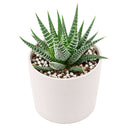 Buy 2" Haworthia fasciata 'Green' online. This striking succulent features thick, deep green leaves arranged in a compact rosette, creating a clean and architectural look. It thrives in bright, indirect light with well-draining soil and occasional watering. A beautiful addition to succulent collections, office desks, or modern indoor plant displays.