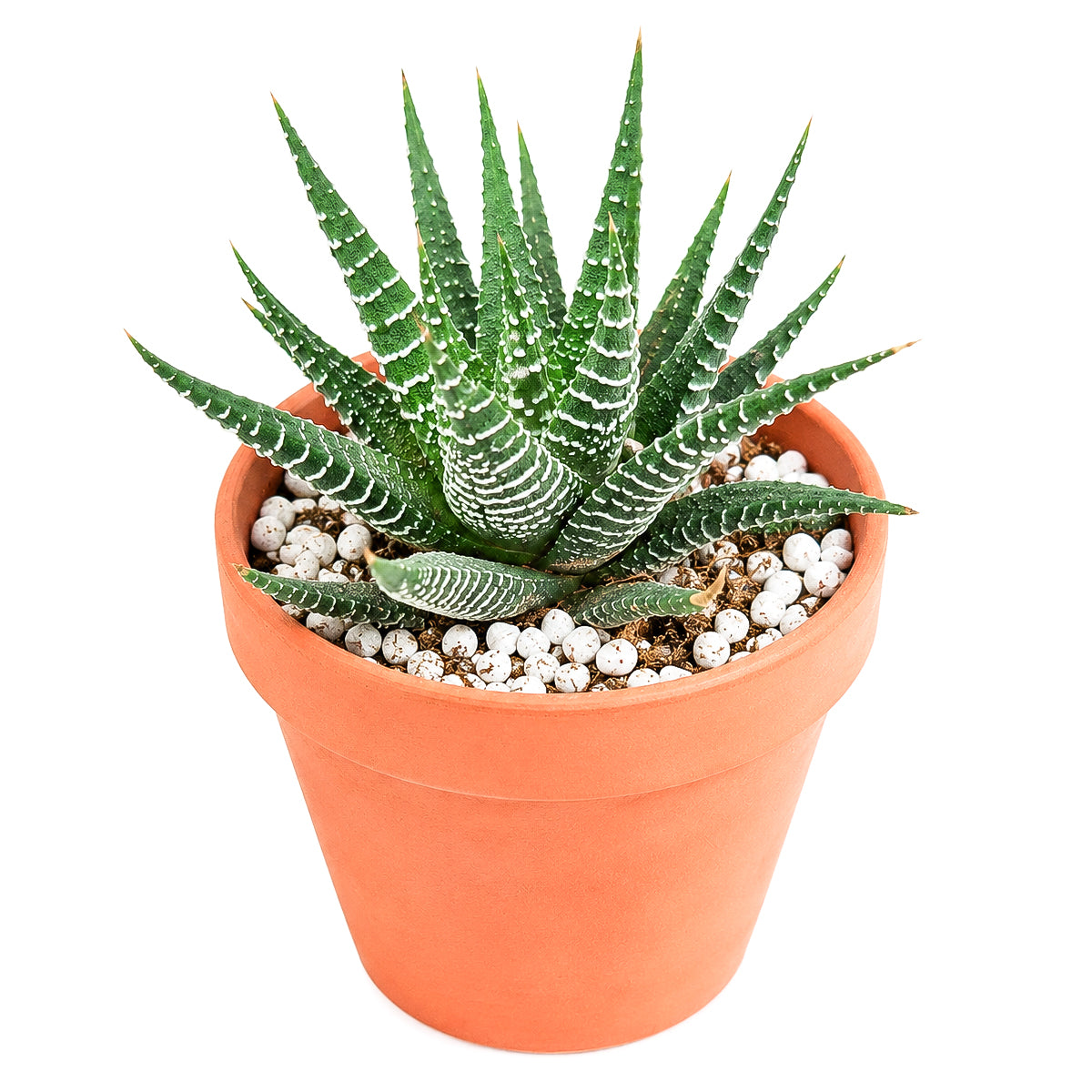 Buy 2" Haworthia fasciata 'Green' online. This striking succulent features thick, deep green leaves arranged in a compact rosette, creating a clean and architectural look. It thrives in bright, indirect light with well-draining soil and occasional watering. A beautiful addition to succulent collections, office desks, or modern indoor plant displays.
