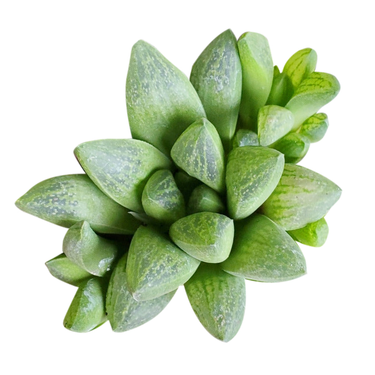 succulents simplified Haworthia Turgida - Easy To Care Succulents