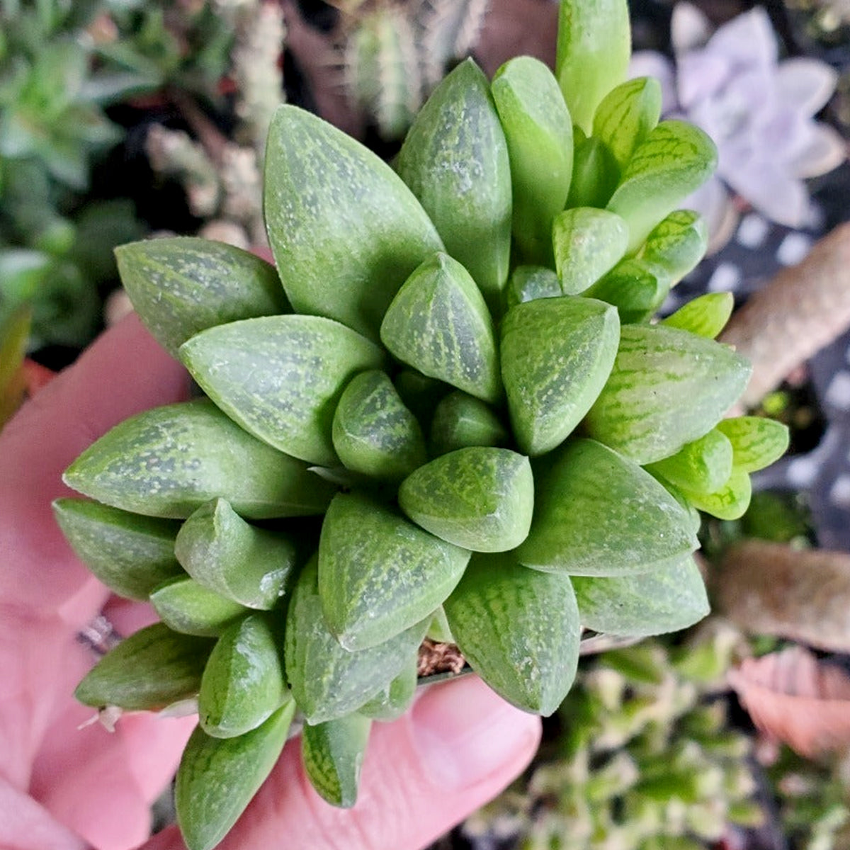 succulent leaves for sale Haworthia Turgida - Easy To Care Succulents