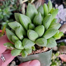 unique 2 inch succulents, green succulents for sale, succulents, succuents for beginners