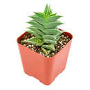 2" Haworthia viscosa for sale. With its compact upright growth and textured dark green leaves, this Haworthia adds structure and visual interest to any plant collection. It requires minimal care and grows best in a bright location with a well-draining cactus mix. Perfect for windowsills, shelves, or small decorative planters.