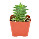 2" Haworthia viscosa for sale. With its compact upright growth and textured dark green leaves, this Haworthia adds structure and visual interest to any plant collection. It requires minimal care and grows best in a bright location with a well-draining cactus mix. Perfect for windowsills, shelves, or small decorative planters.