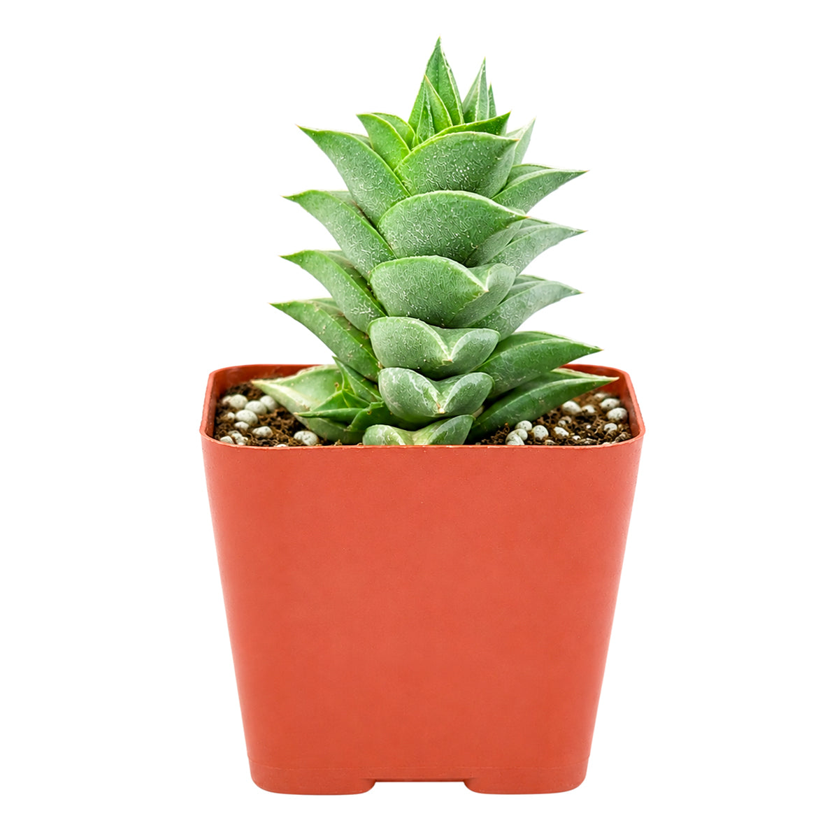 2" Haworthia viscosa for sale. This compact succulent showcases thick, pointed leaves arranged in neat vertical rows, creating an eye-catching display year-round. It grows well with bright light, good drainage, and infrequent watering. Ideal for beginners and collectors looking for an unusual, easy-care succulent.