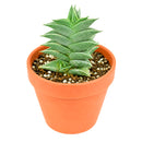 2" Haworthia viscosa for sale. With its compact upright growth and textured dark green leaves, this Haworthia adds structure and visual interest to any plant collection. It requires minimal care and grows best in a bright location with a well-draining cactus mix. Perfect for windowsills, shelves, or small decorative planters.