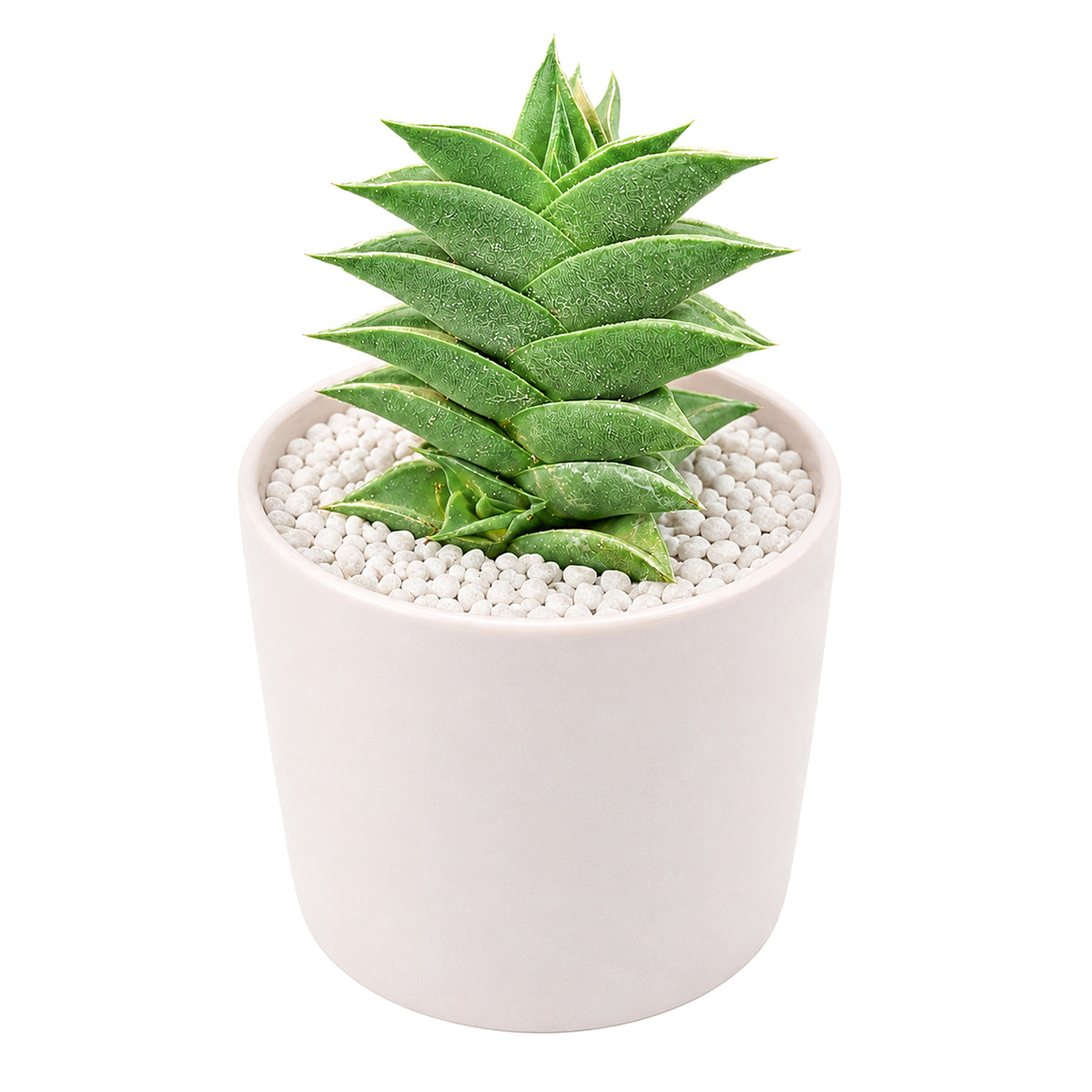 2" Haworthia viscosa for sale. With its compact upright growth and textured dark green leaves, this Haworthia adds structure and visual interest to any plant collection. It requires minimal care and grows best in a bright location with a well-draining cactus mix. Perfect for windowsills, shelves, or small decorative planters.