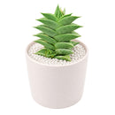 2" Haworthia viscosa for sale. With its compact upright growth and textured dark green leaves, this Haworthia adds structure and visual interest to any plant collection. It requires minimal care and grows best in a bright location with a well-draining cactus mix. Perfect for windowsills, shelves, or small decorative planters.
