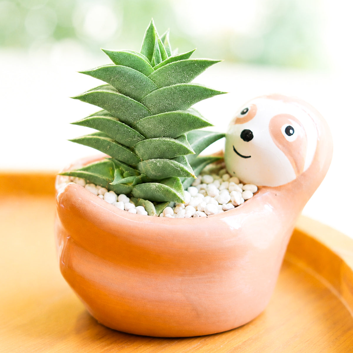 Buy 2" Haworthia viscosa online. This distinctive succulent features tightly stacked triangular leaves that grow in a beautiful spiral pattern, giving it a bold architectural appearance. It thrives in bright, indirect light with well-draining soil and occasional watering. A unique choice for succulent collectors, office desks, or modern indoor plant displays.