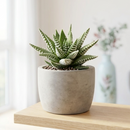 8-pack of 2" live plants for sale. Pick eight favorite plants and enjoy a variety of compact plants in 2" pots. Great for plant collections, gifting, decorating small spaces, and indoor gardening.
