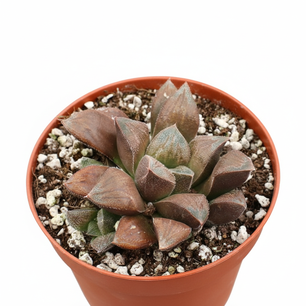 foliage succulent Haworthia 'Chocolate' – Rare Dark Foliage Succulent | Deep Bronze Rosette