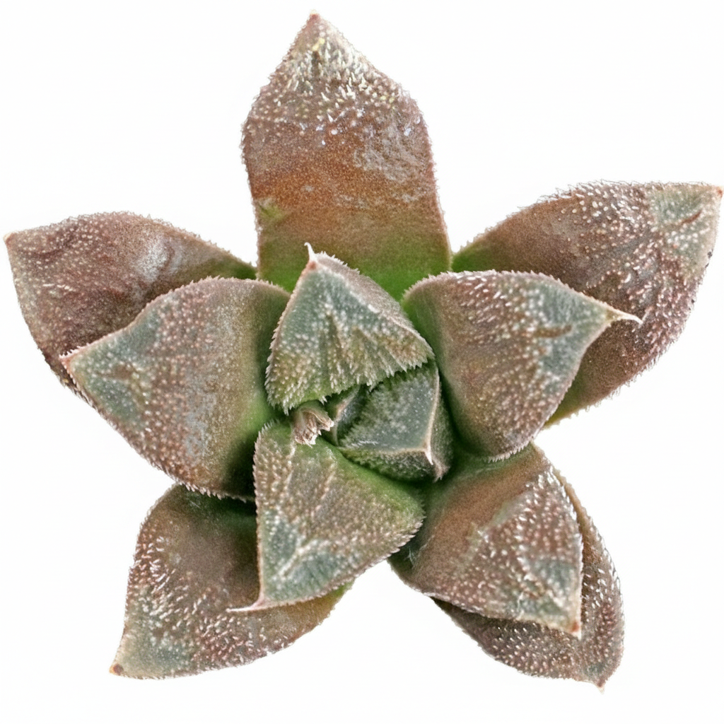 4 inch Haworthia Chocolate, easy to care live succulents, Haworthia Chocolate for sale