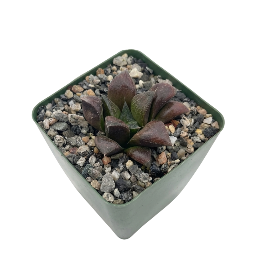 chocolate succulent Haworthia 'Chocolate' – Rare Dark Foliage Succulent | Deep Bronze Rosette