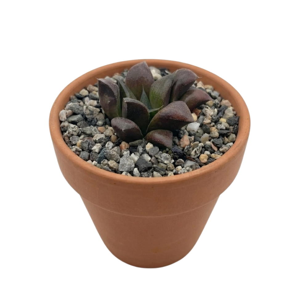 foliage succulent Haworthia 'Chocolate' – Rare Dark Foliage Succulent | Deep Bronze Rosette
