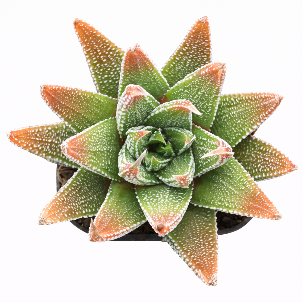2 inch Haworthia 'Concolor', green succulents, indoor succulents, succulent care guide, buy succulents online