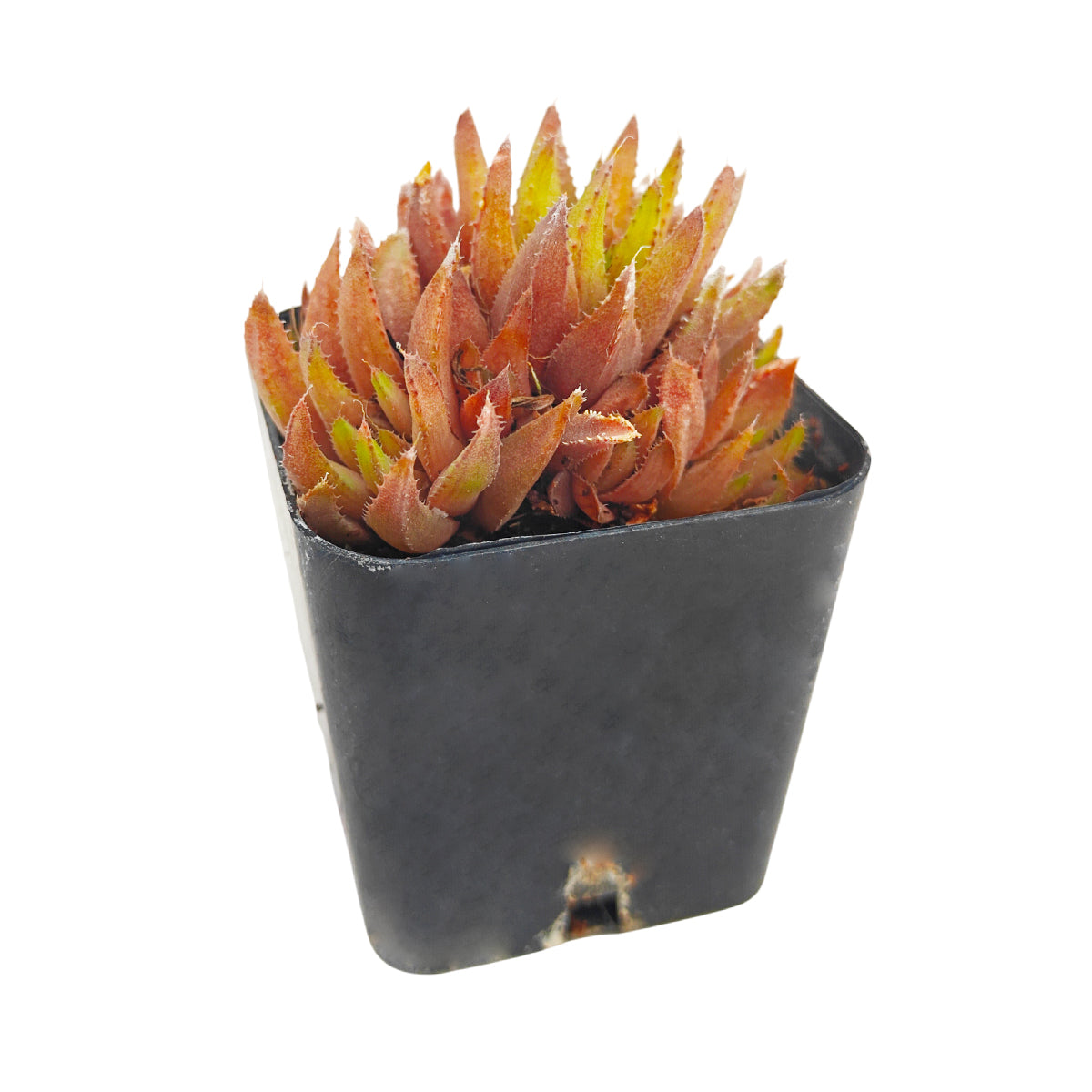 Haworthia Ed Storms Succulent for Sale, Haworthia Ed Storms Plant Gift Decor Ideas