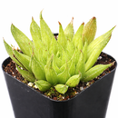 2 inch Haworthia Ed Storms, green succulents, indoor succulents, succulent care guide, buy succulents online