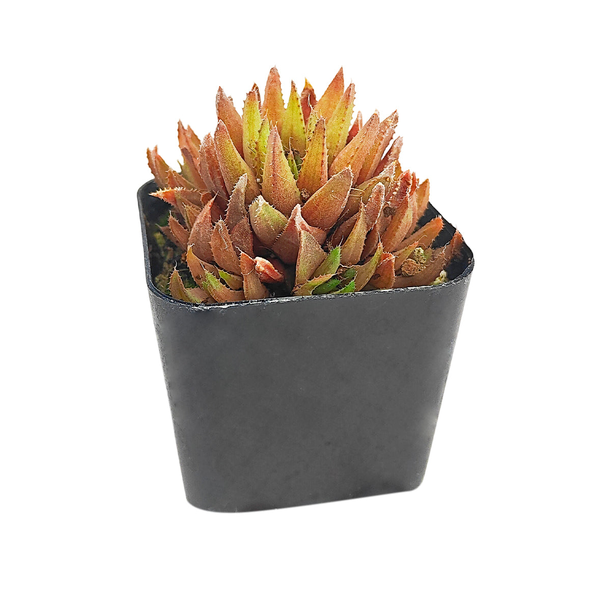 Haworthia Ed Storms for sale, how to grow succulents, succulent plant, succulent care tips, succulent subscription, succulents garden, Succulents, Succulents shop near me, Rare succulents