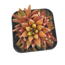 2 inch Haworthia Ed Storms, green succulents, indoor succulents, succulent care guide, buy succulents online