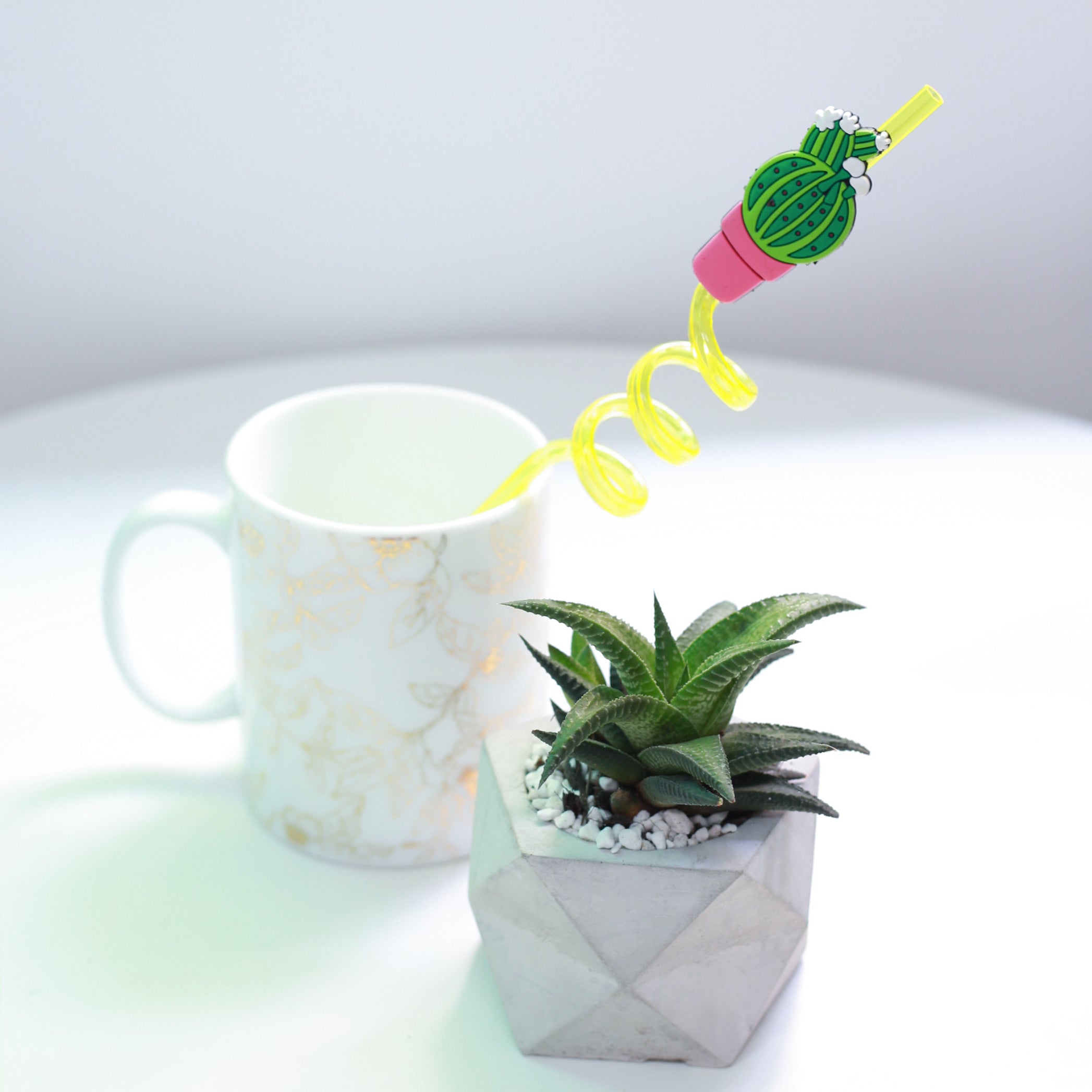 Haworthia Limifolia Twister 4 inch / Bamboo Pot