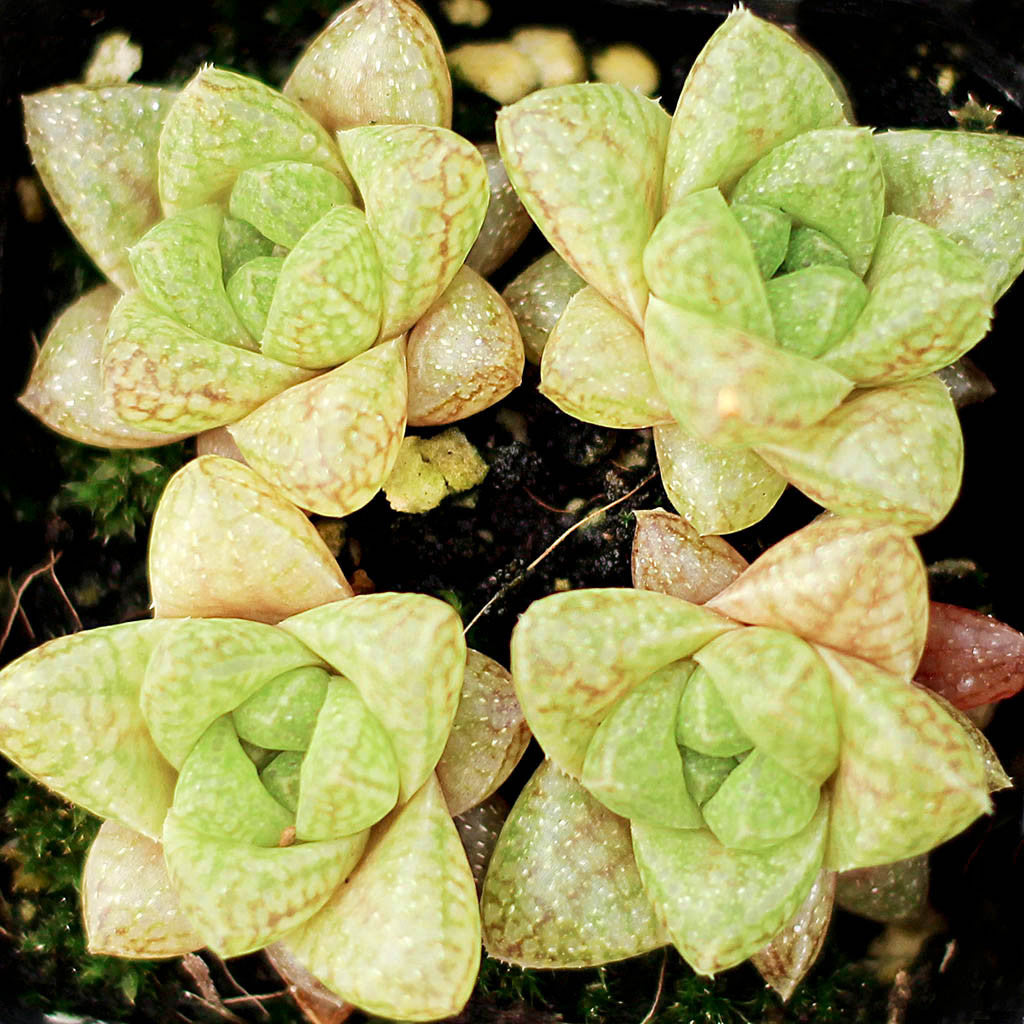 buy haworthia reticulata var. hurlingii live succulent 2 inch online, intricate white reticulated leaf pattern with dark green veining, compact rosette formation with pointed upright leaves, extremely drought tolerant and slow-growing succulent, thrives in bright indirect light with minimal watering, perfect small indoor plant for shelves and desks, rare collector plant gift for succulent enthusiasts