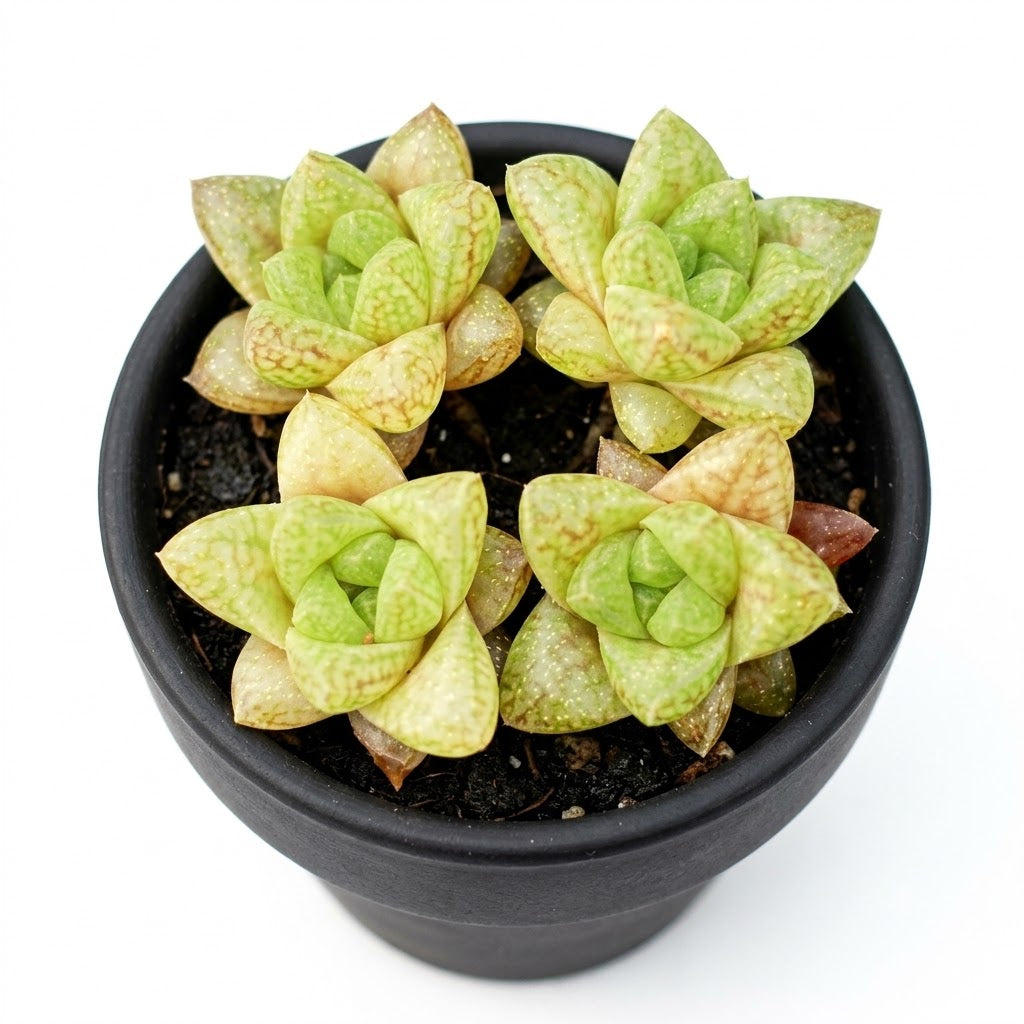 buy haworthia reticulata var. hurlingii live succulent 2 inch online, intricate white reticulated leaf pattern with dark green veining, compact rosette formation with pointed upright leaves, extremely drought tolerant and slow-growing succulent, thrives in bright indirect light with minimal watering, perfect small indoor plant for shelves and desks, rare collector plant gift for succulent enthusiasts