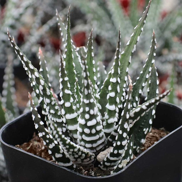 Haworthia attenuata Super White