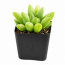 2 inch Haworthia Turgida live plant for sale, thick leaf ornamental succulent, succulent for terrariums and container gardens, shade tolerant succulent plant, hardy drought resistant succulent, unique succulent for plant collectors