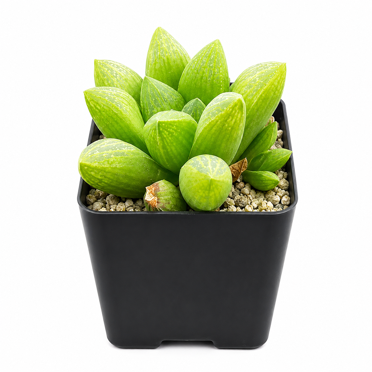 2 inch succulents for sale, small green succulents, haworthia succulents
