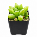 2 inch Haworthia Turgida live plant for sale, thick leaf ornamental succulent, succulent for terrariums and container gardens, shade tolerant succulent plant, hardy drought resistant succulent, unique succulent for plant collectors