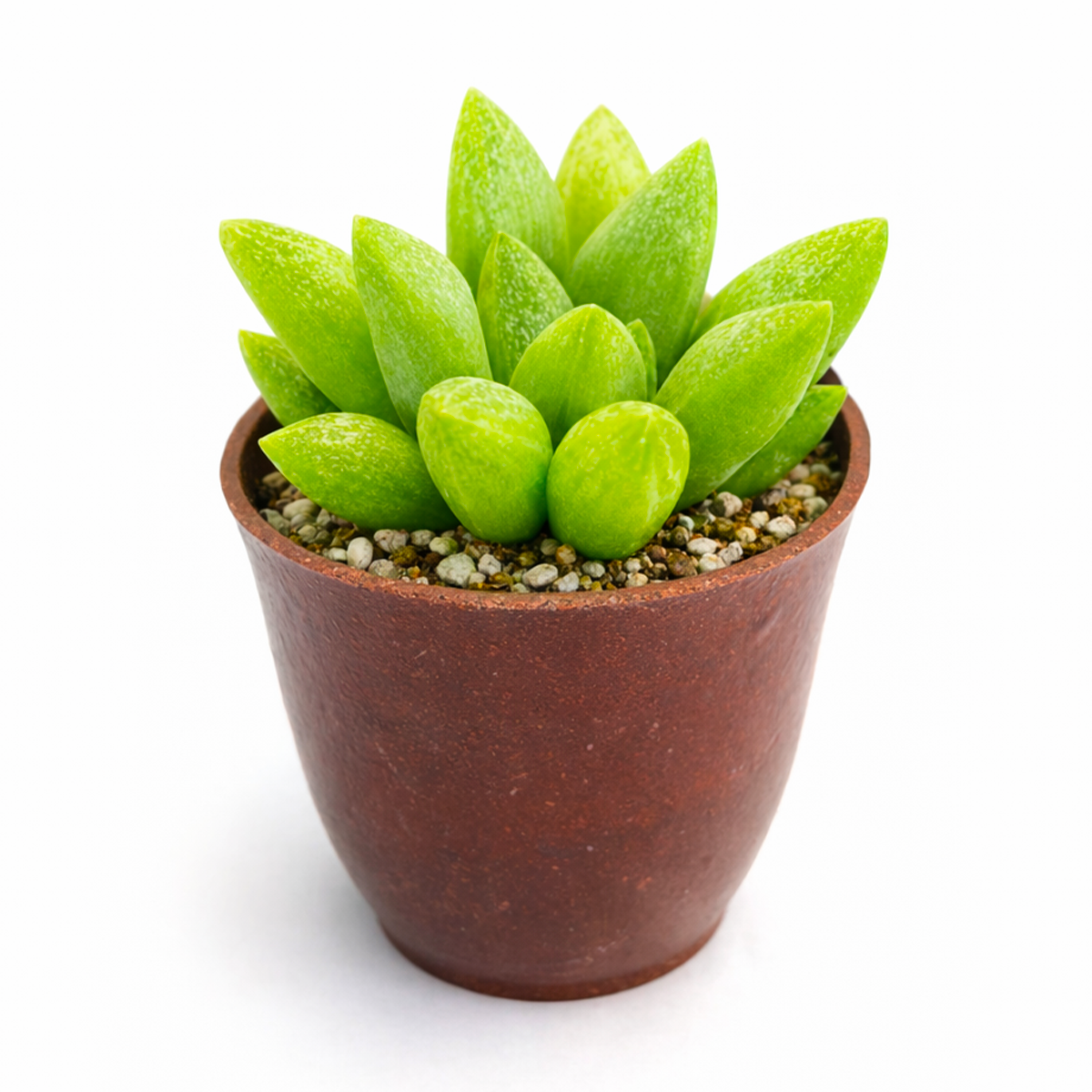 2 inch Haworthia Turgida live plant for sale, low maintenance indoor succulent, decorative potted haworthia, unique translucent succulent leaves, collectible haworthia variety