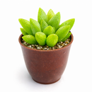 2 inch Haworthia Turgida live plant for sale, thick leaf ornamental succulent, succulent for terrariums and container gardens, shade tolerant succulent plant, hardy drought resistant succulent, unique succulent for plant collectors