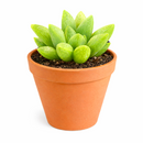 2 inch Haworthia Turgida live plant for sale, thick leaf ornamental succulent, succulent for terrariums and container gardens, shade tolerant succulent plant, hardy drought resistant succulent, unique succulent for plant collectors