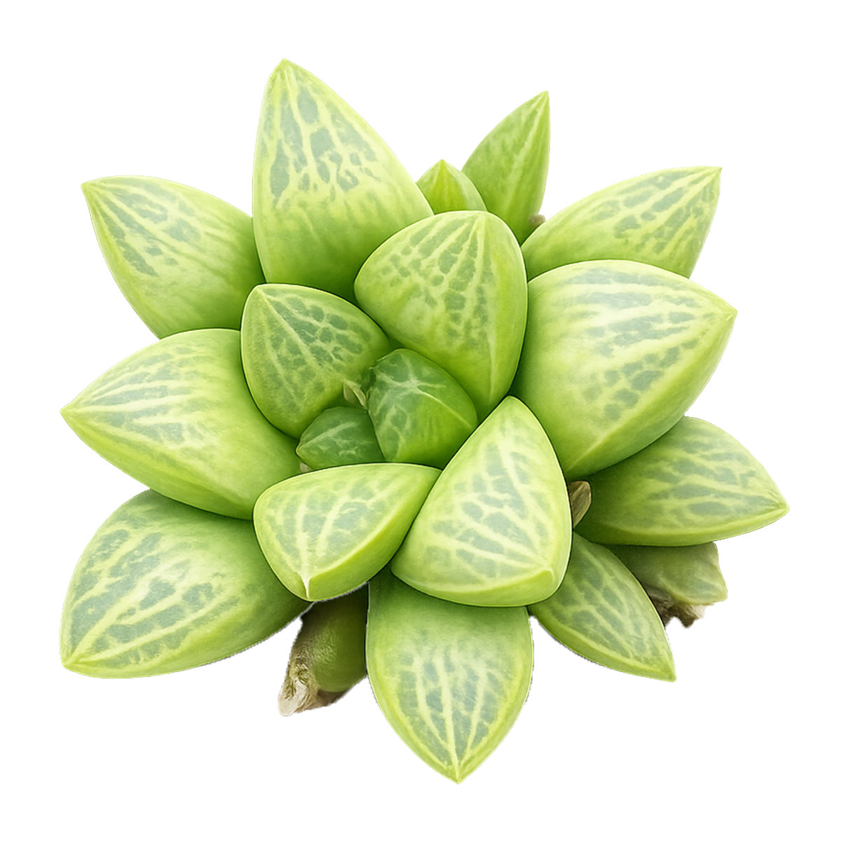 Haworthia Turgida, 2 inch succulents, easy to care succulents, live indoor plants