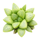 2 inch Haworthia Turgida live plant for sale, thick leaf ornamental succulent, succulent for terrariums and container gardens, shade tolerant succulent plant, hardy drought resistant succulent, unique succulent for plant collectors