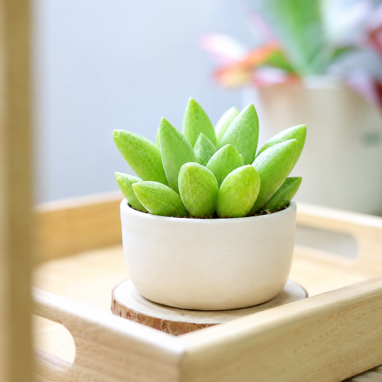 buy Haworthia Turgida 2 inch live plant online, translucent leaf haworthia, crystal window succulent plant, compact rosette succulent, green geometric succulent, ornamental miniature succulent plant, drought tolerant succulent houseplant