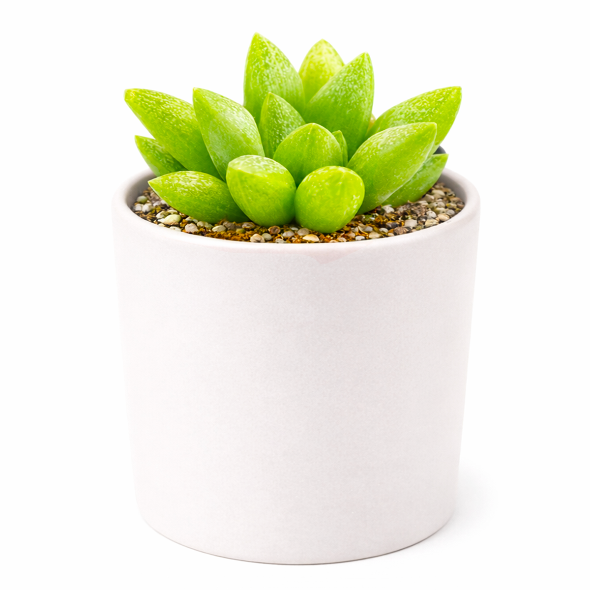 2 inch Haworthia Turgida live plant for sale, thick leaf ornamental succulent, succulent for terrariums and container gardens, shade tolerant succulent plant, hardy drought resistant succulent, unique succulent for plant collectors