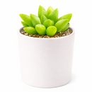 2 inch Haworthia Turgida live plant for sale, thick leaf ornamental succulent, succulent for terrariums and container gardens, shade tolerant succulent plant, hardy drought resistant succulent, unique succulent for plant collectors