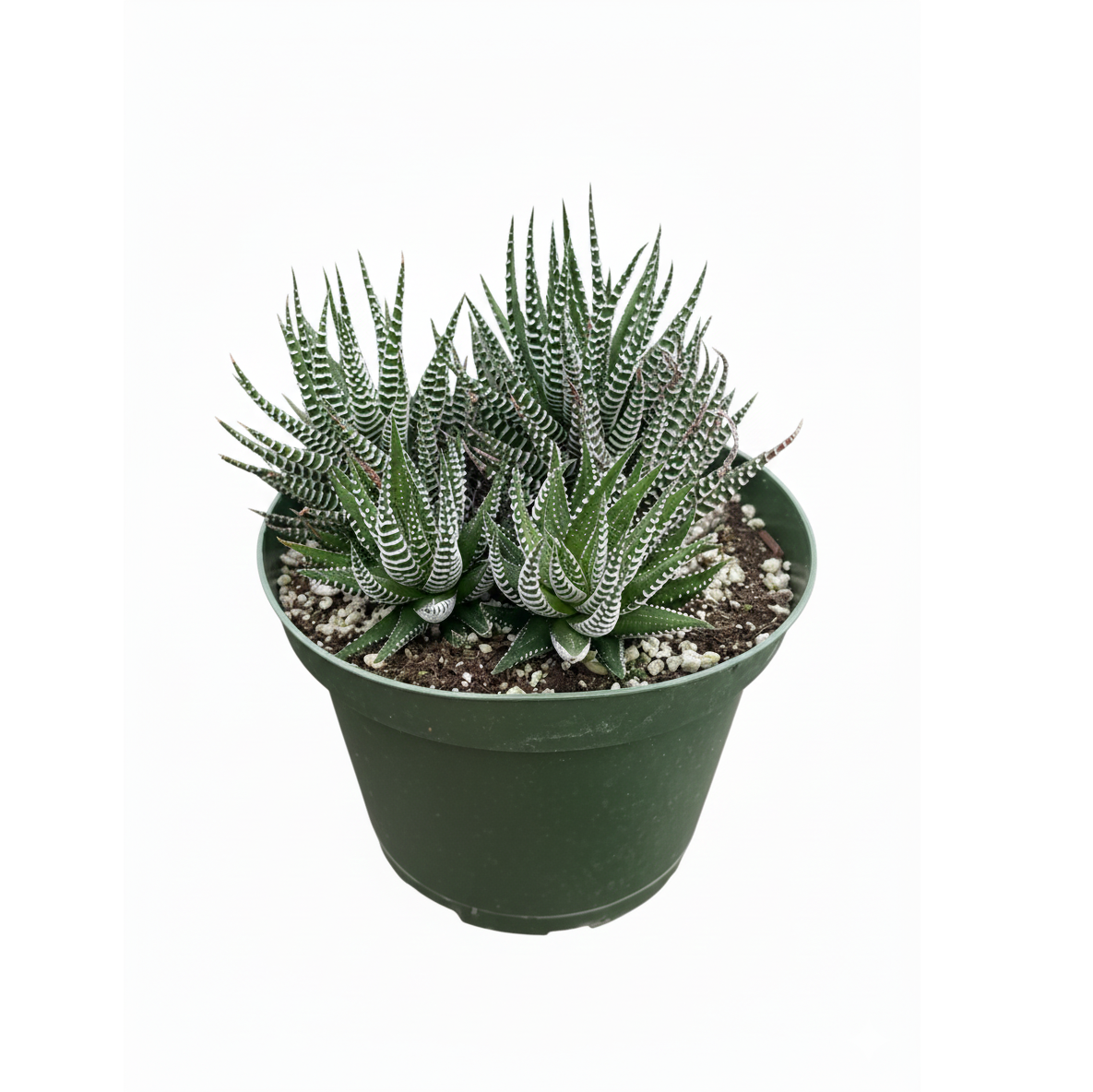 succulent with white hair Haworthia Zebra Plant