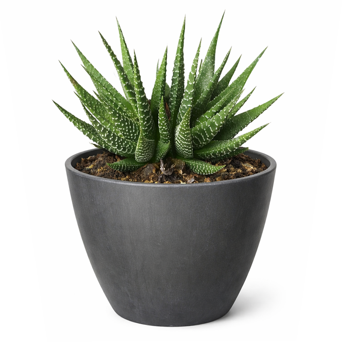 succulents box haworthia zebra plant Haworthia Zebra Plant