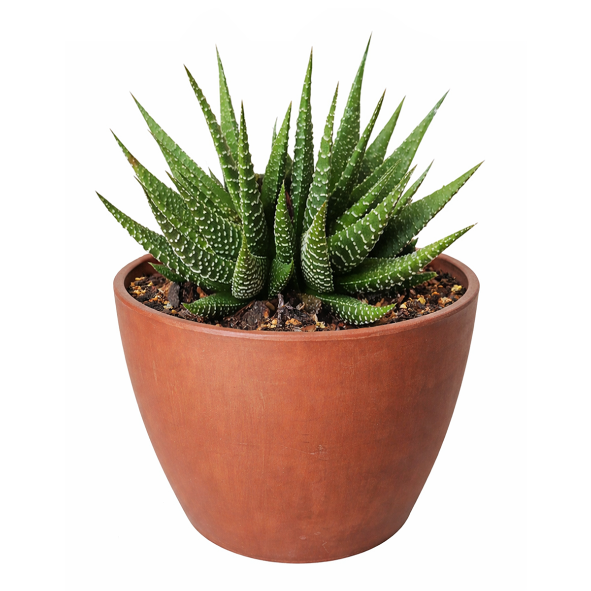 best pot for zebra plant Haworthia Zebra Plant