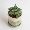 bright indirect light, water every 2–3 weeks, well-draining soil, average indoor temps 60–85°F