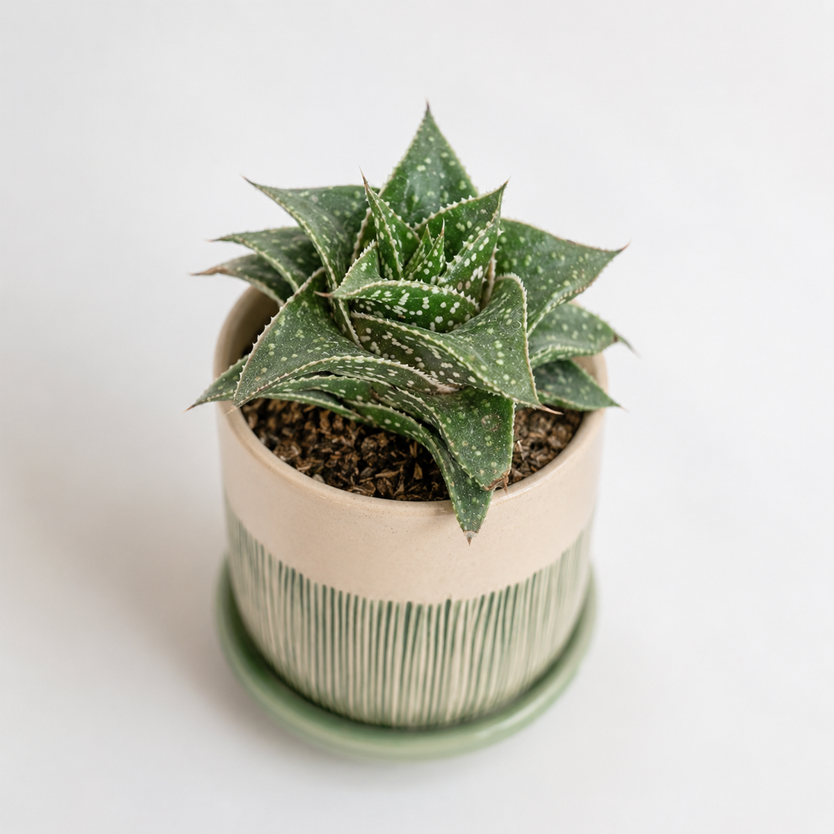 buy 2 inch Haworthia 'Bushman' online, aesthetic succulent for modern home decor, nursery grown succulent plant, thick leaf ornamental succulent, succulent for terrariums and container gardens, shade tolerant succulent plant, hardy drought resistant succulent