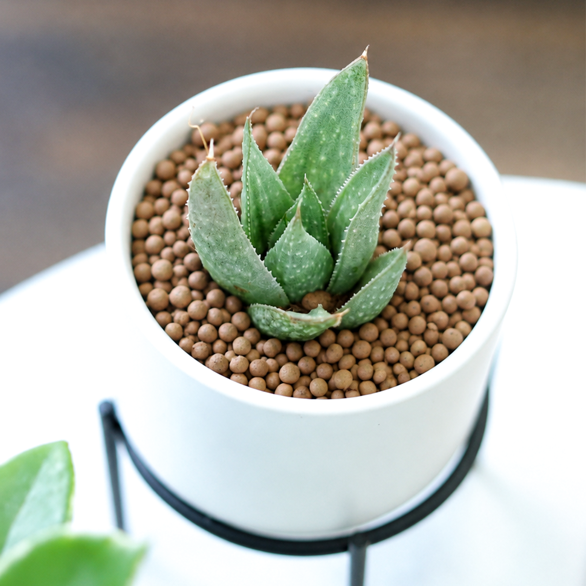 Haworthia 'Savanna' live plant for sale. This compact succulent forms attractive green rosettes with textured leaves, making it a beautiful choice for desks, windowsills, and succulent collections. Easy to care for, it thrives in bright indirect light, well-draining soil, and requires only occasional watering