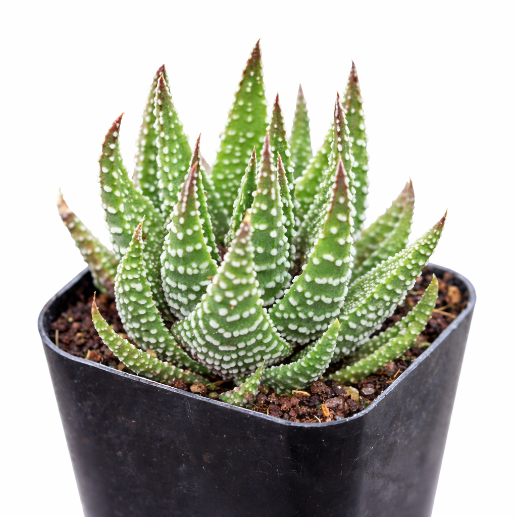 2 inch Haworthia Attenuata, green succulents, indoor succulents, succulent care guide, buy succulents online