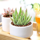 2 inch Haworthia Attenuata, green succulents, indoor succulents, succulent care guide, buy succulents online