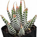 Haworthia attenuata Super White , green succulents, indoor succulents, succulent care guide, buy succulents online